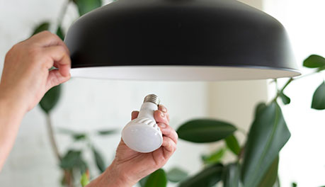 Light Bulbs collection